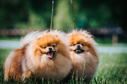 Two pomeranian dogs posing outside. Small pomeranian in dog show.