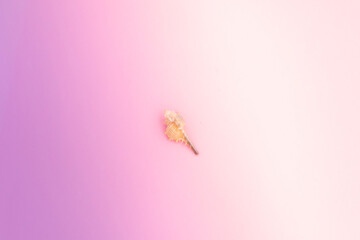 Summer background. Pastel pink with sea shells , top view. Summer holiday concept.