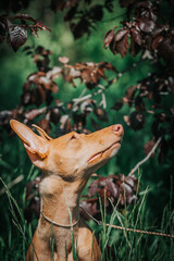 Portrait of a graceful Sicilian Greyhound dog. cirneco dell etna dog standing outdoors