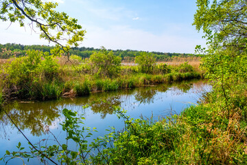 Fototapeta na wymiar Spring landscape of Czarna River nature reserve and protection area with mixed European forest thicket and grassy wild shores near Piaseczno town in Mazovia region of Poland