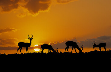 Fototapeta na wymiar Africa-Impala silhouettes