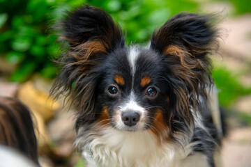 Portrait of a Papillon Purebreed Dog with big ears.