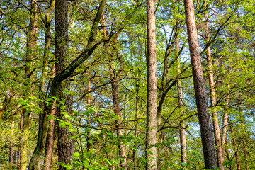 Fototapeta premium Spring landscape of mixed European forest thicket in Czarna River nature reserve near Piaseczno town in Mazovia region of Poland