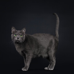 Handsome young adult Korat cat, standing die ways with tail fierce in air. Looking at camera with mesmerising green eyes. Isolated on black background.