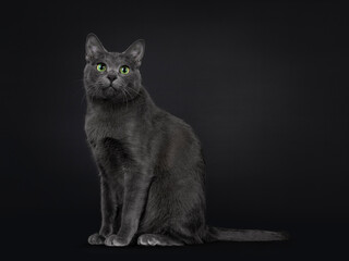 Handsome young adult Korat cat, sitting side ways with tail fierce in air. Looking at camera with...