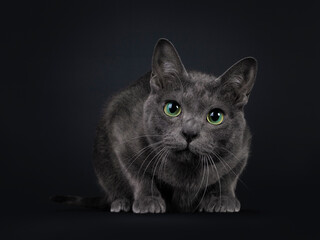 Handsome young adult Korat cat, laying down facing front. Looking curiously at camera with mesmerising green eyes. Isolated on black background.