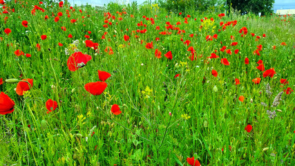 Red poppies among the green grass in the meadow.