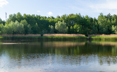 Fototapeta na wymiar small lake in the forest on a summer sunny day