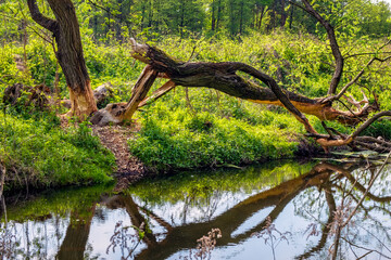 Wood trunks cut by wild Eurasian beaver - latin Castor fiber - in Czarna River nature reserve and protected area near Piaseczno town in Mazovia region of Poland