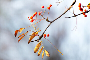 Rowan branch with red berries and yellow leaves on a blurred background