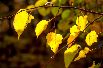 Fototapeta na wymiar Tree branch with yellow autumn leaves on a dark background in sunny weather