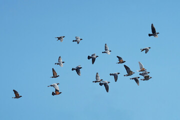 Trainingsflug der Tauben