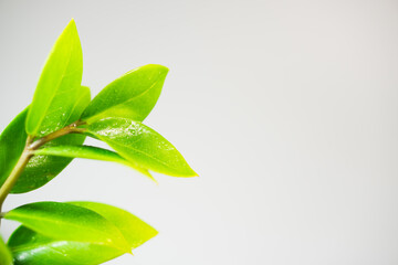 Closeup nature view of fresh green leaf gret background with copy space using as background and fresh ecology wallpaper concept