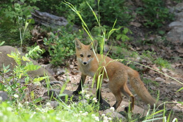 Young Red Fox Outside Den