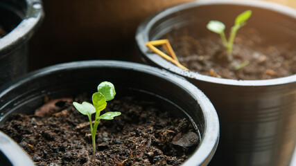 Kale, young plants growing in, planting vegetables in pots, nature with sunlight in the morning.Success concept