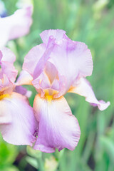 Iris flower blooming in the garden. Shallow depth of field.
