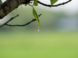 Wet leaves of morning dew
