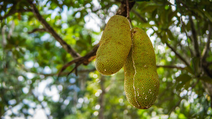 Fresh ripe jackfruit hanging on the tree harvest at the orchard with nature bokeh background. It is...