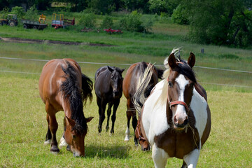 beautiful horses on a pasture in the countryside on a summer day 