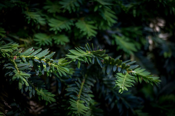 Close Up of Yew Plant with a Shallow Depth of Field