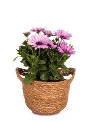 Side view of pink Spanish Daisy in brown natural pot, isolated on white background