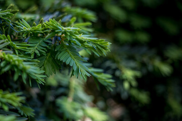Close Up of Yew Plant with a Shallow Depth of Field
