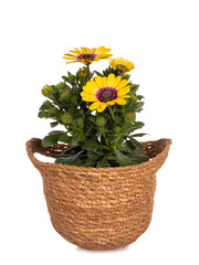 Side view of yellow Spanish Daisy in brown natural pot