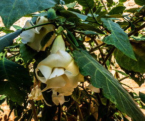 Close up of Angel's trumpet (Brugmansia)

