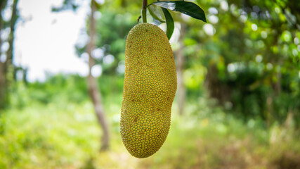 Fresh ripe jackfruit hanging on the tree harvest at the orchard with nature bokeh background. It is a species of tree in the fig, mulberry, and breadfruit family. Selective focus on foreground.