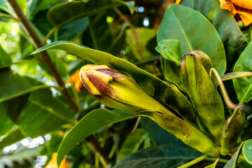 Close up of flower bud from Cup of gold vine (Solandra maxima)
