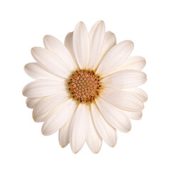 Top view of white single Spanish Daisy flower,  isolated on white background