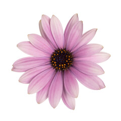 Top view of pink single Spanish Daisy flower,  isolated on white background