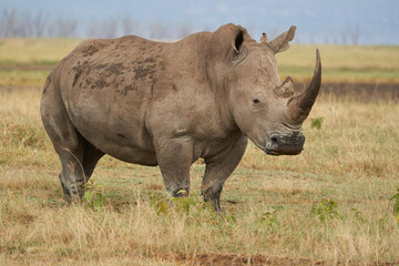 Obraz premium Rhino - Rhinoceros with Bird White rhinoceros Square-lipped rhinoceros Ceratotherium simum 