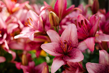 Obraz premium Pink lily flowering in a flowerbed in a country garden