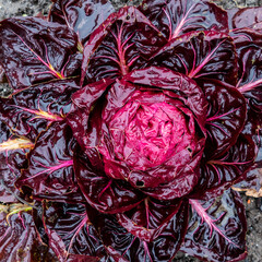 Close up of rimed red leaf lettuce in the rain (Latuca sativa)
