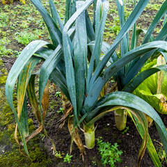 Close up of leek plant in the rain (Allium ampeloprasum)
