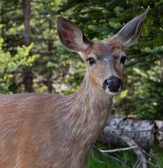 Isolated black tailed deer at Hurricane Ridge in the Pacific Northwest