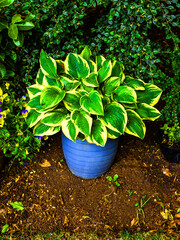 blue flower in a pot