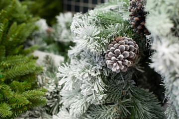 Christmas tree branches covered in snow with a big natural cone. Festive New Year and Christmas backdrop background