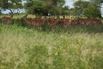 Impala Group Impalas Antelope Portrait Africa Safari
