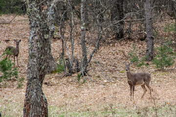 Doe in the Woods