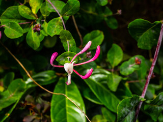 HONEYSUCKLE 