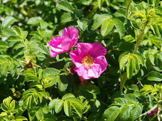Rosa majalis - Rosier de mai ou rosier cannelle à tiges épineuses, feuillage duveteux et denté, vert, floraison printanière à fleur simple couleur rose vif, cultivée dans les jardins