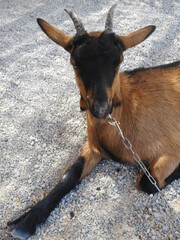 koza, Kreta, ssak, zwierzeak, © Arturro