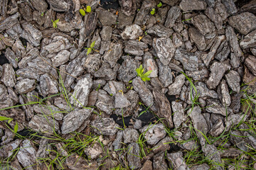 Wood pieces closeup. Natural background and texture
