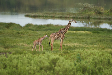 Giraffe Africa Giraffa Safari Big Five Africa
