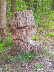 Single tree stump damaged by beavers