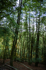 Embalse de Añarbe por listorreta, Errenteria
