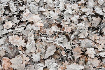 leaves in the winter frozen