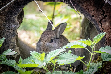 a small rabbit hiding in a hollow log